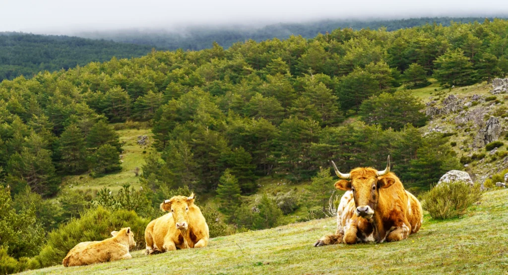 Paisaje rural con vacas descansando